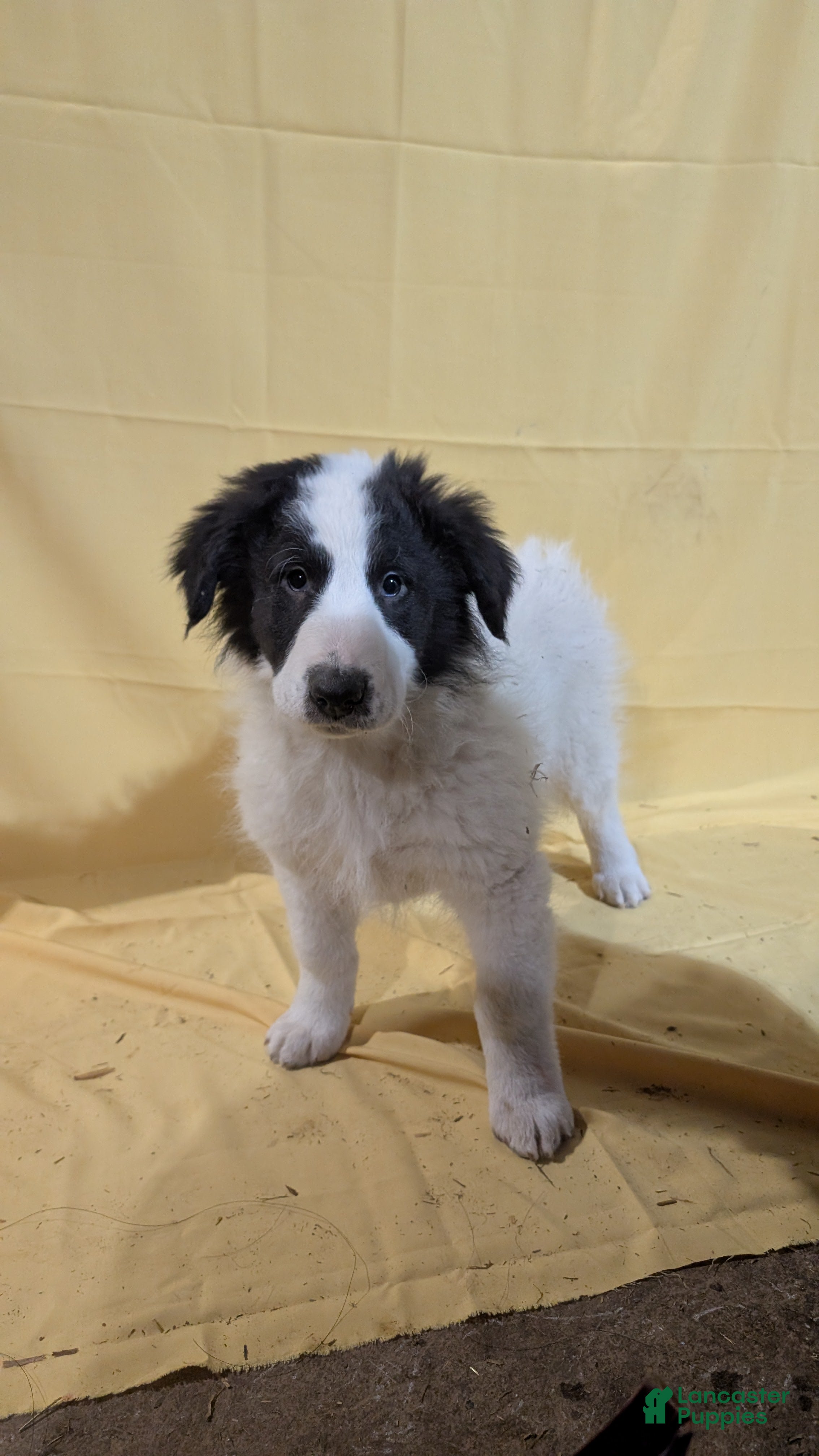 Mixed Breed dogs Mixed Breed Puppy 2 - Ad 39