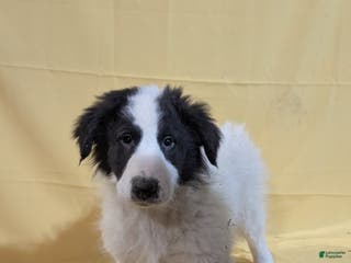 Mixed Breed dogs Mixed Breed Puppy 2 - Ad 39