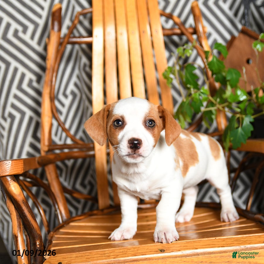 Mixed Breed dogs Echo - Ad 25