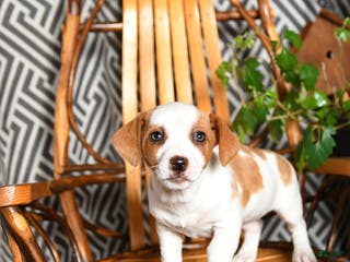 Mixed Breed dogs Echo - Ad 25