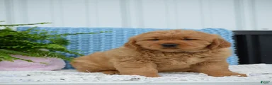 Dixie