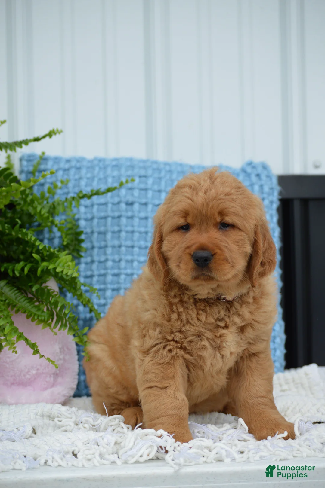 Golden Retriever dogs for sale: Dixie - Ad 1