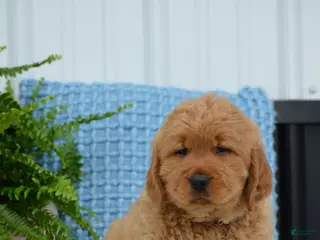 Golden Retriever dogs for sale: Dixie - Ad 1