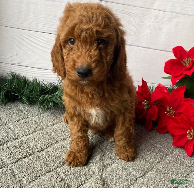 Mini Goldendoodle dogs Watts - Ad 20