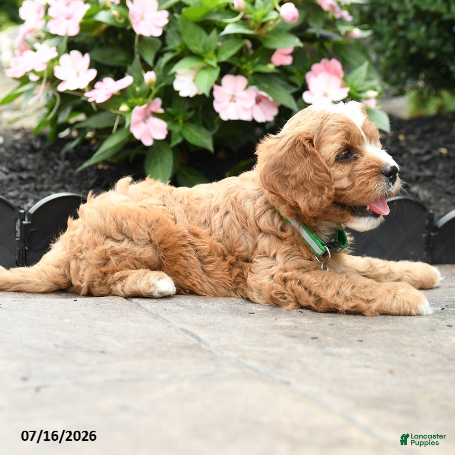 Cavapoo dogs Gavin - Ad 2
