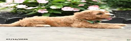 Cavapoo dogs for sale: Gavin - Ad 2