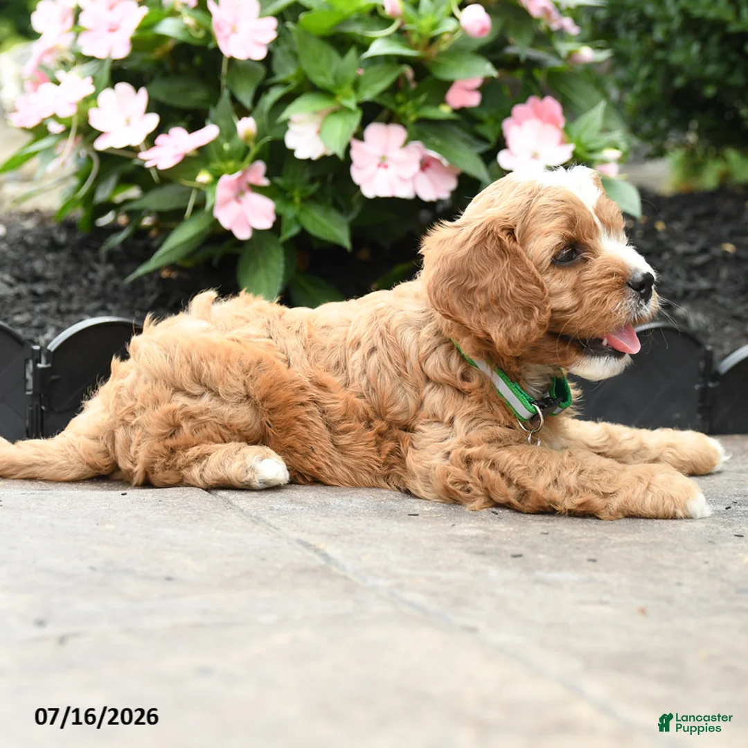 Cavapoo dogs for sale: Gavin - Ad 2