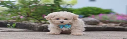 Maltipoo dogs for sale: Noah - Ad 4
