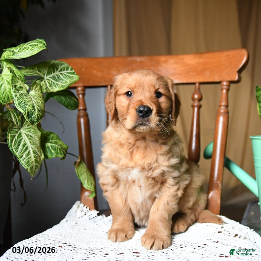 Golden Retriever dogs Cherry - Ad 1