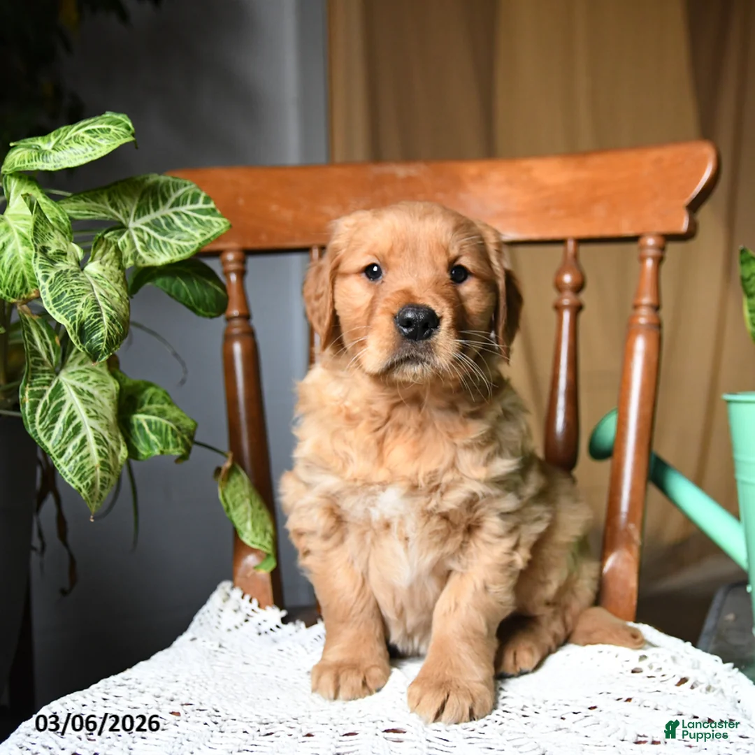Golden Retriever dogs for sale: Cherry - Ad 1