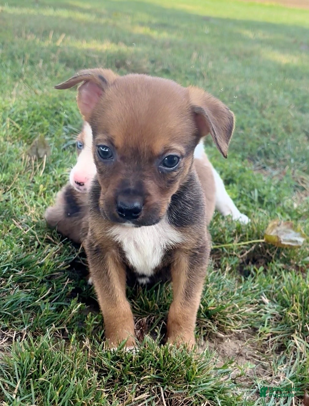Mixed Breed dogs Rocky - Ad 2