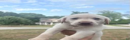 Labrador Retriever dogs for sale: Oliver  - Ad 1