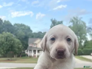 Labrador Retriever dogs Oliver - Ad 33