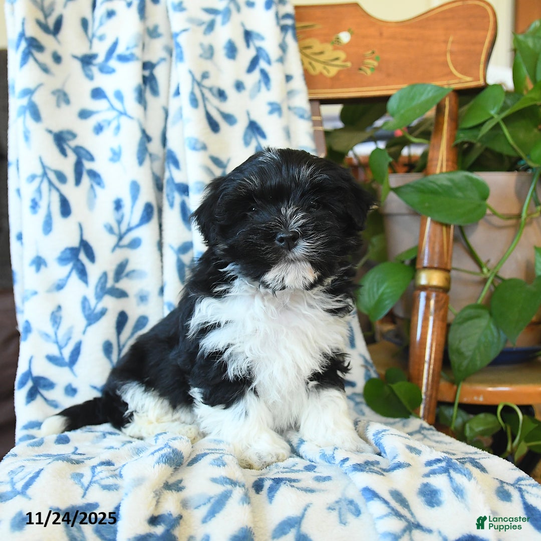 Havanese dogs for sale: Butch - Ad 2