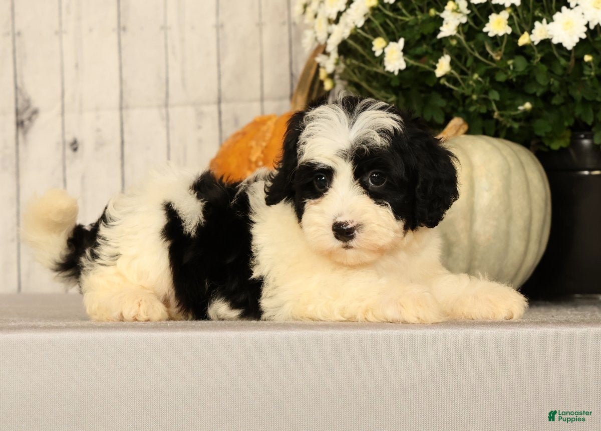 Mini Bernedoodle dogs Grace - Ad 2