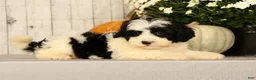 Mini Bernedoodle dogs for sale: Grace - Ad 2