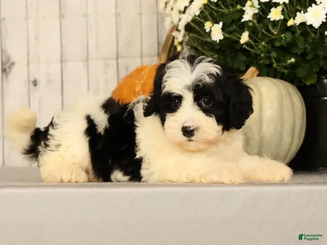 Mini Bernedoodle dogs for sale: Grace - Ad 2