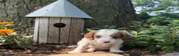 Cavapoo dogs for sale: Casper  - Ad 10