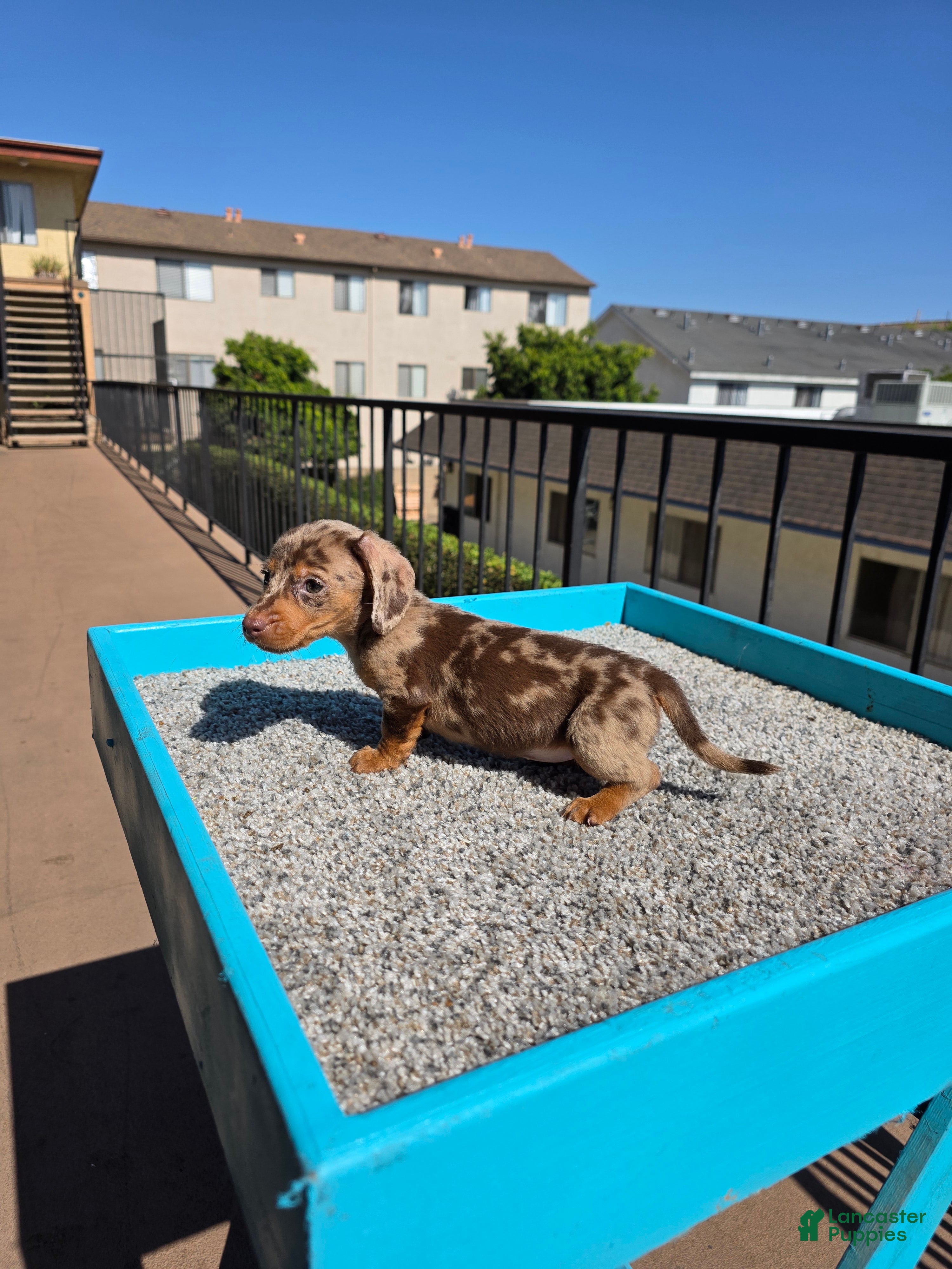 Miniature Dachshund dogs Rose - Ad 2