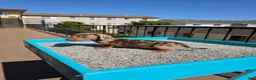 Miniature Dachshund dogs for sale: Rose - Ad 2
