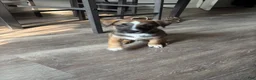 Mixed Breed dogs for sale: Mixed Breed 1 - Ad 5