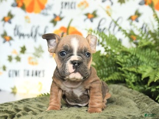 Mixed Breed dogs - Ad 15