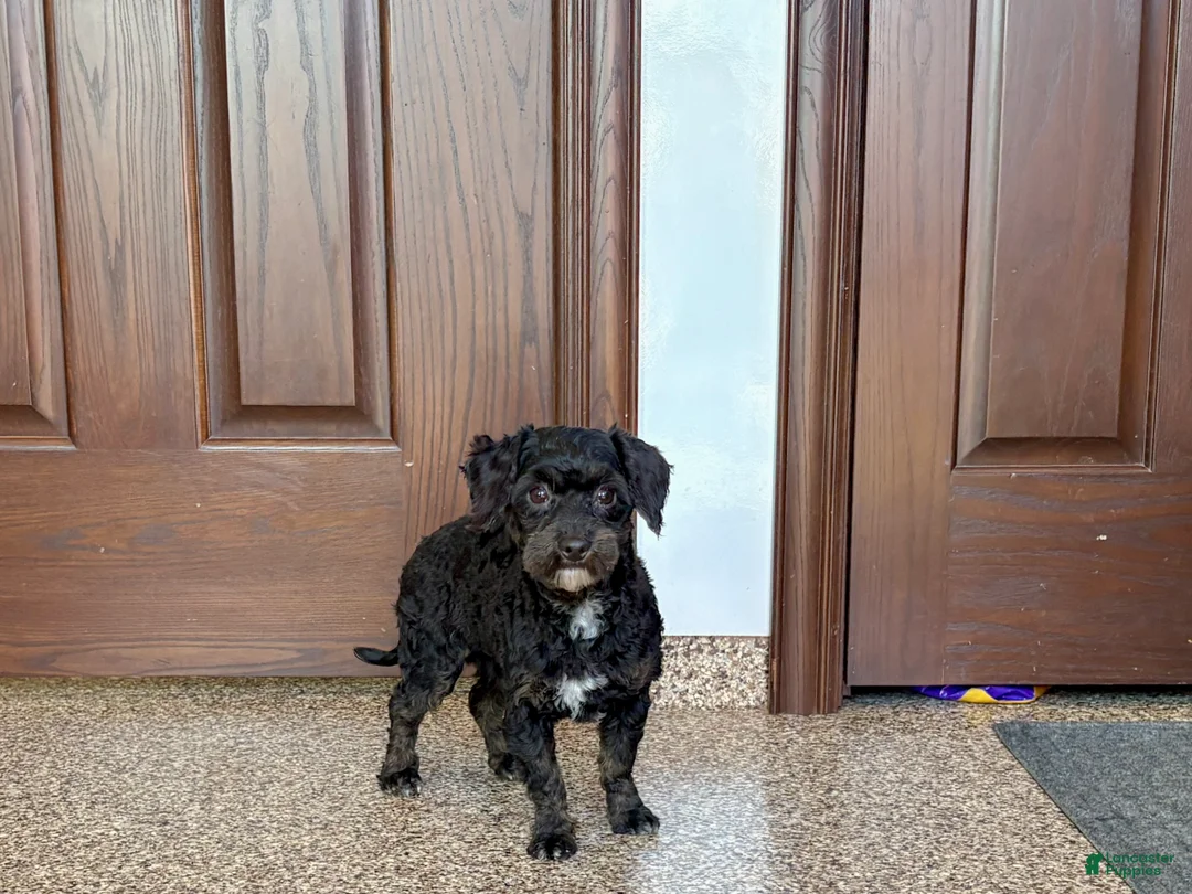 Havapoo dogs for sale: Terry - Ad 2