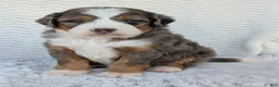 Mini Bernedoodle dogs for sale: Mini Bluey - Ad 24