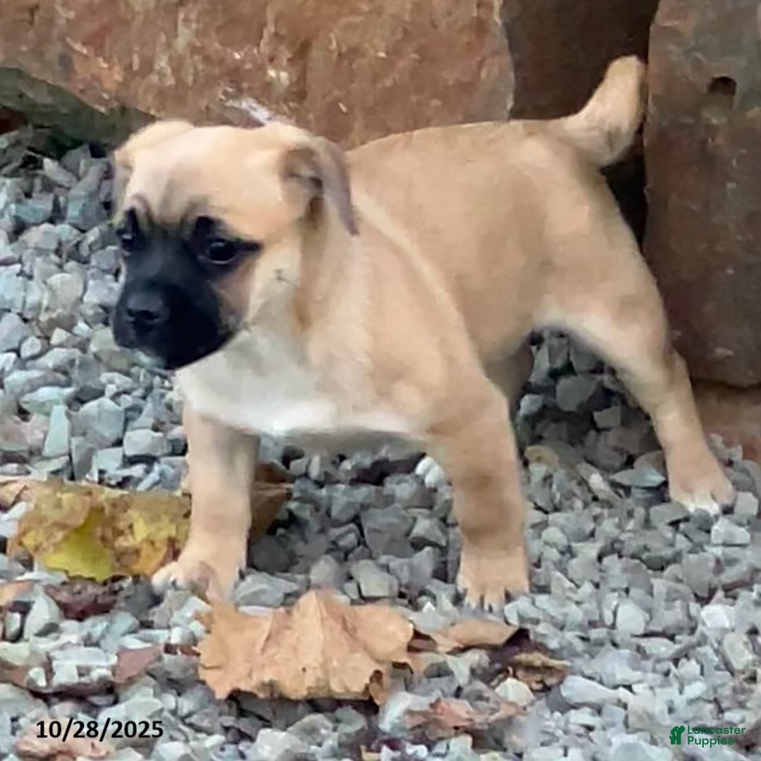 Jug dogs for sale: Leaf - Ad 2