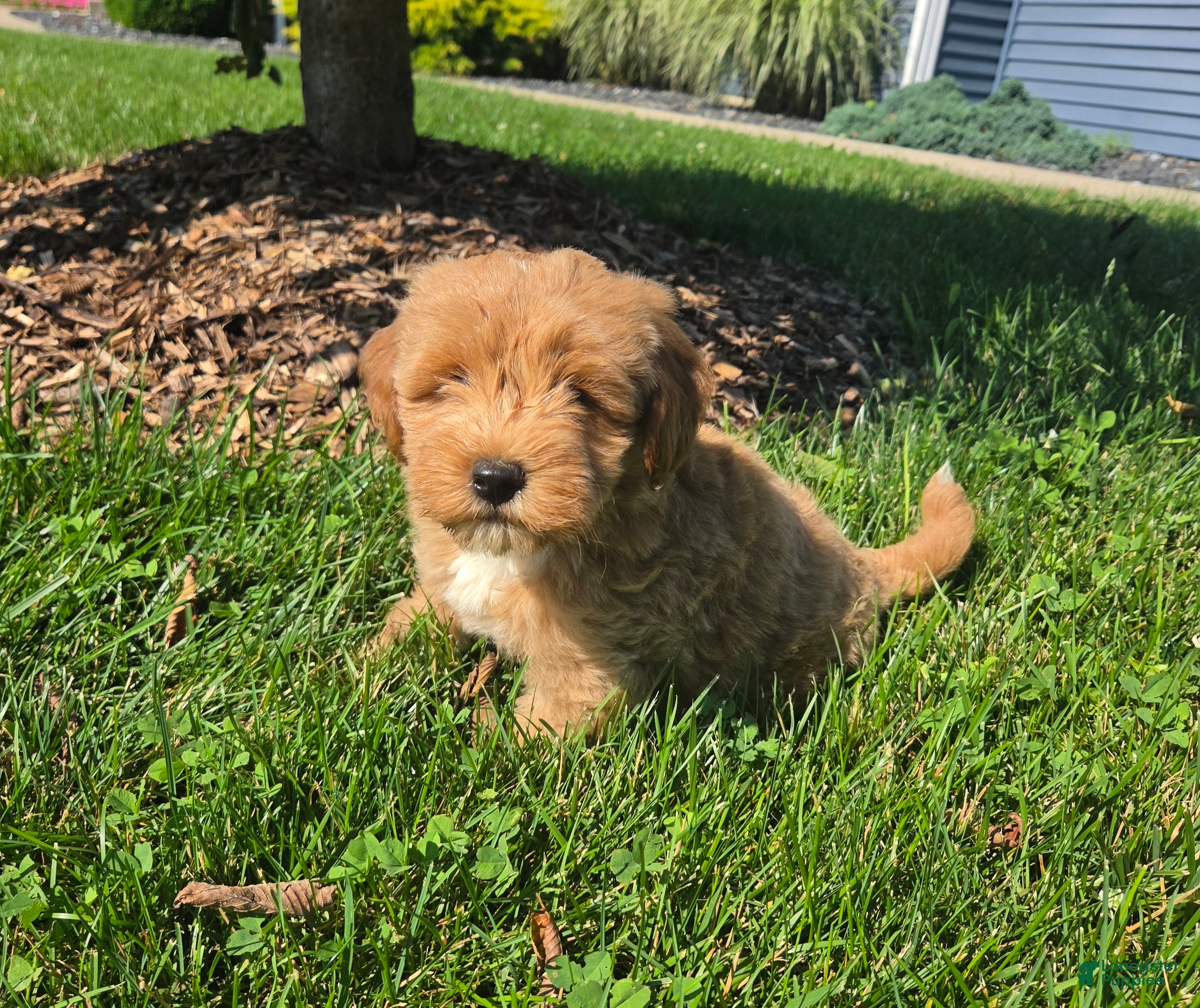 Mini Goldendoodle dogs Benson - Ad 1