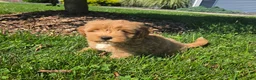 Mini Goldendoodle dogs for sale: Benson - Ad 1