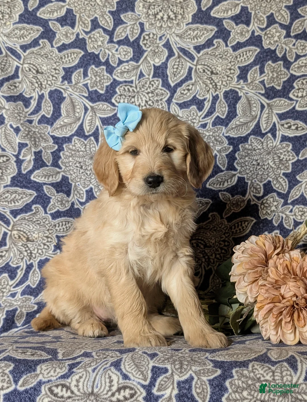 Goldendoodle dogs for sale: Falon Standard size Hypoallergenic - Ad 3