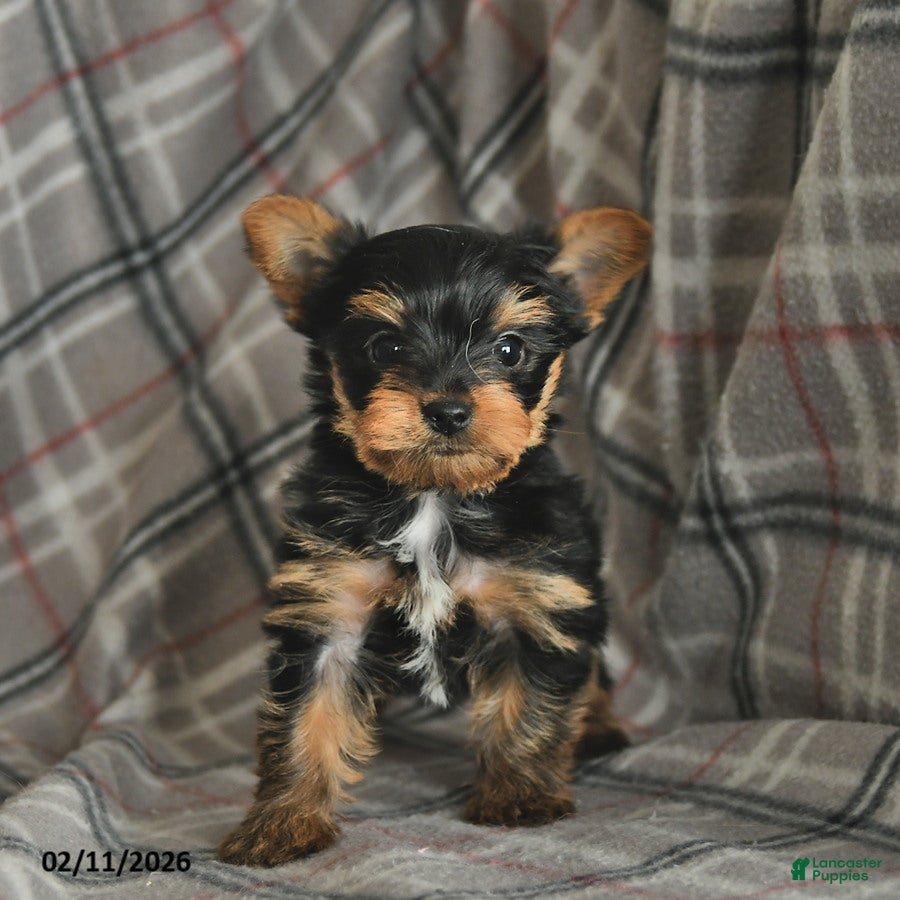 Yorkshire Terrier dogs Ulysses  - Ad 2