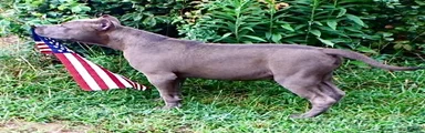 American Bully 1