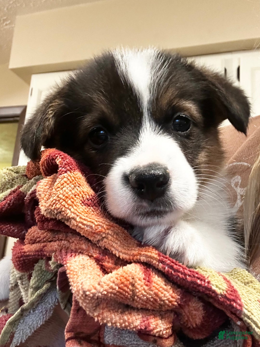 Welsh Corgi Pembroke dogs for sale: Welsh Corgi Pembroke Puppy 3 - Ad 3