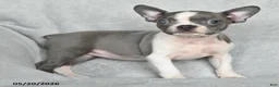 Boston Terrier dogs for sale: Tootsie - Ad 3