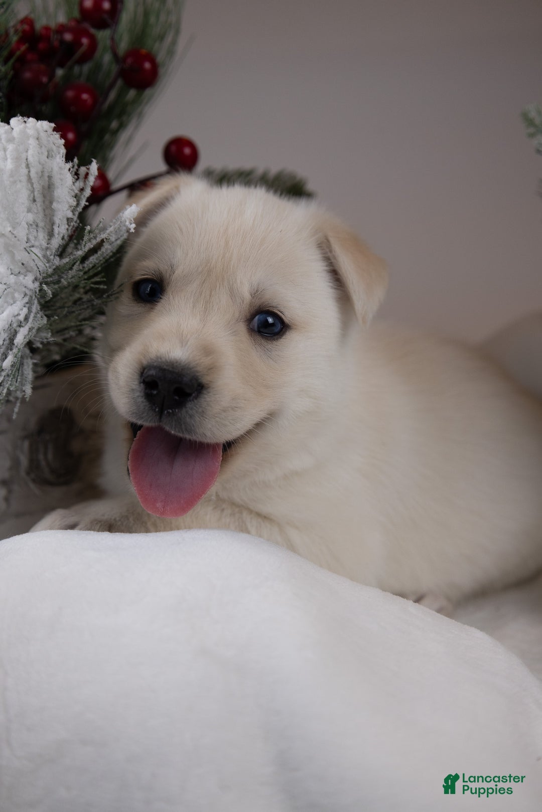 Goberian dogs for sale: Montana - Ad 2