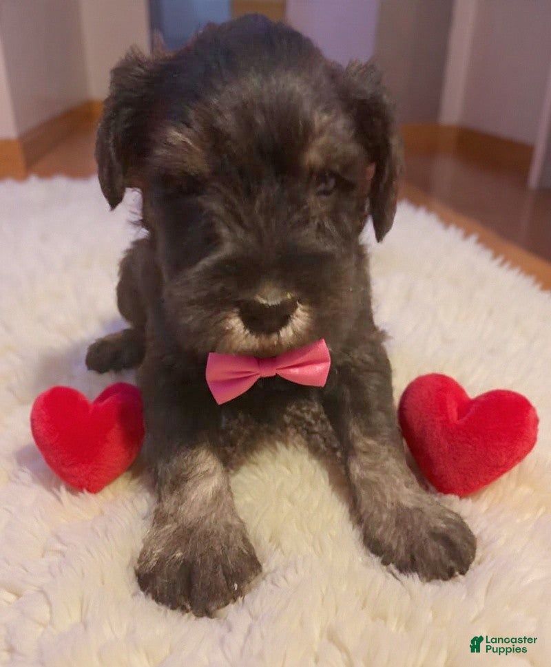 Miniature Schnauzer dogs AKC Peanut - Ad 28