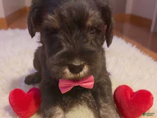 Miniature Schnauzer dogs AKC Peanut - Ad 16