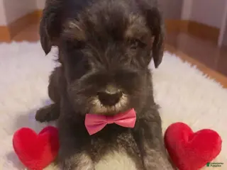 Miniature Schnauzer dogs AKC Peanut - Ad 23