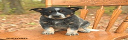Australian Cattle Dog dogs for sale: Tag - Ad 1