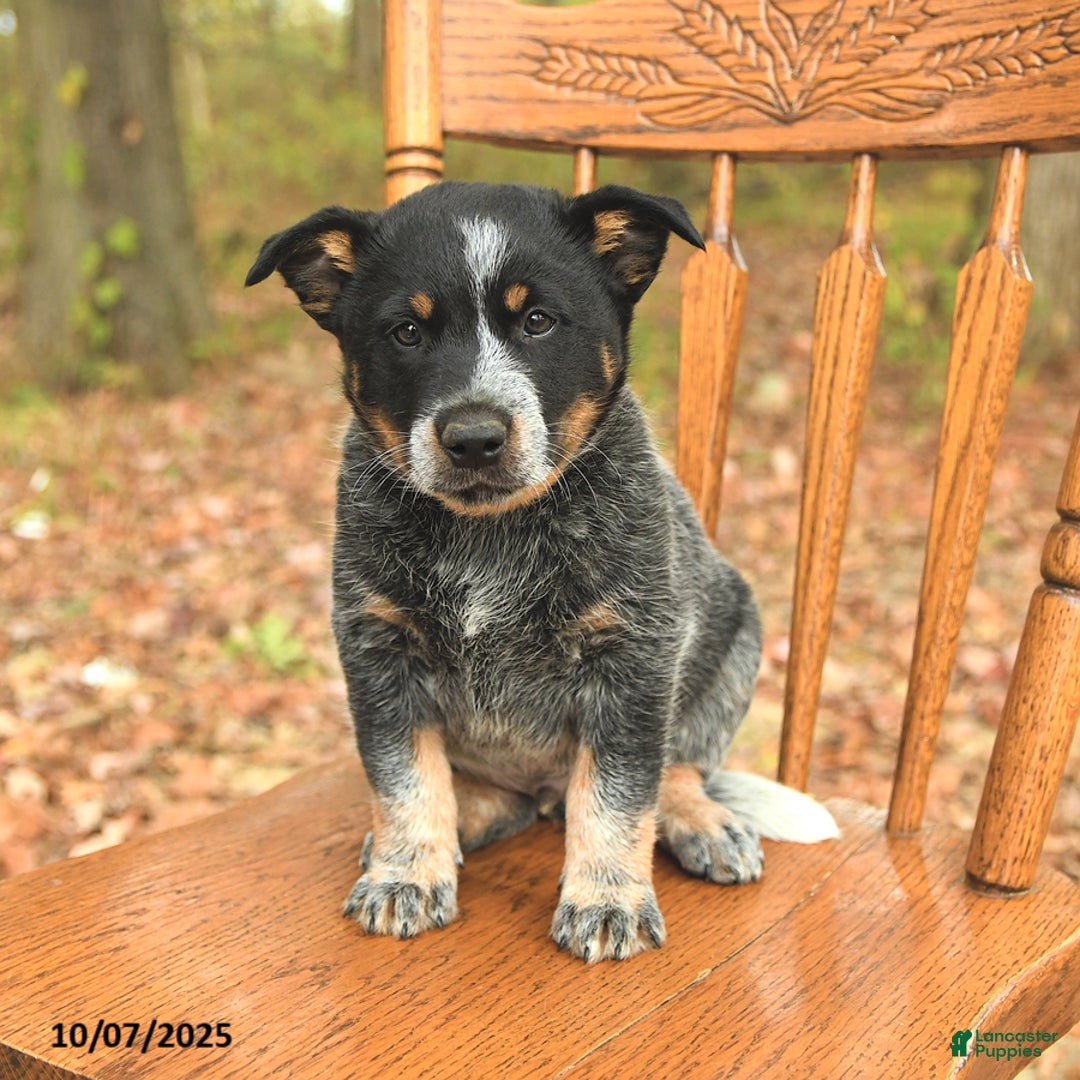 Australian Cattle Dog dogs for sale: Tag - Ad 1