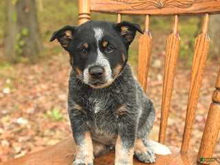 Australian Cattle Dog dogs Tag - Ad 39