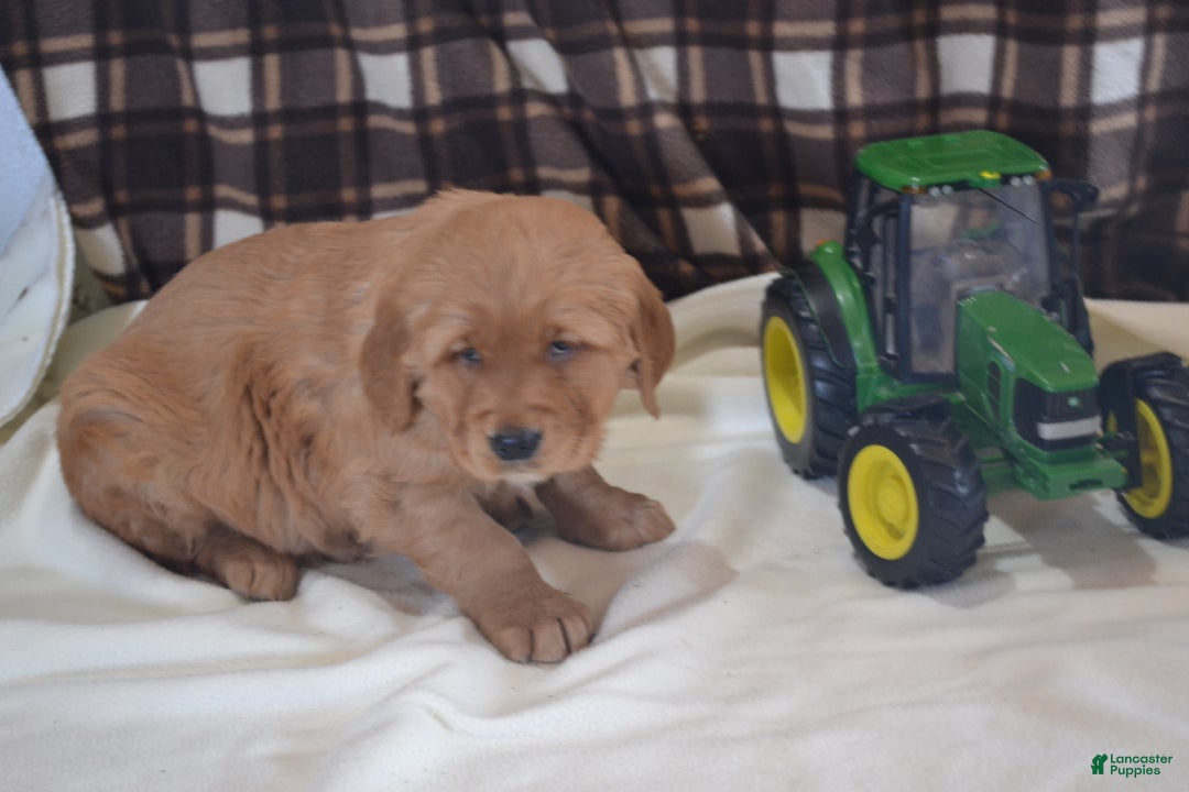 Golden Retriever dogs for sale: Rascal - Ad 4