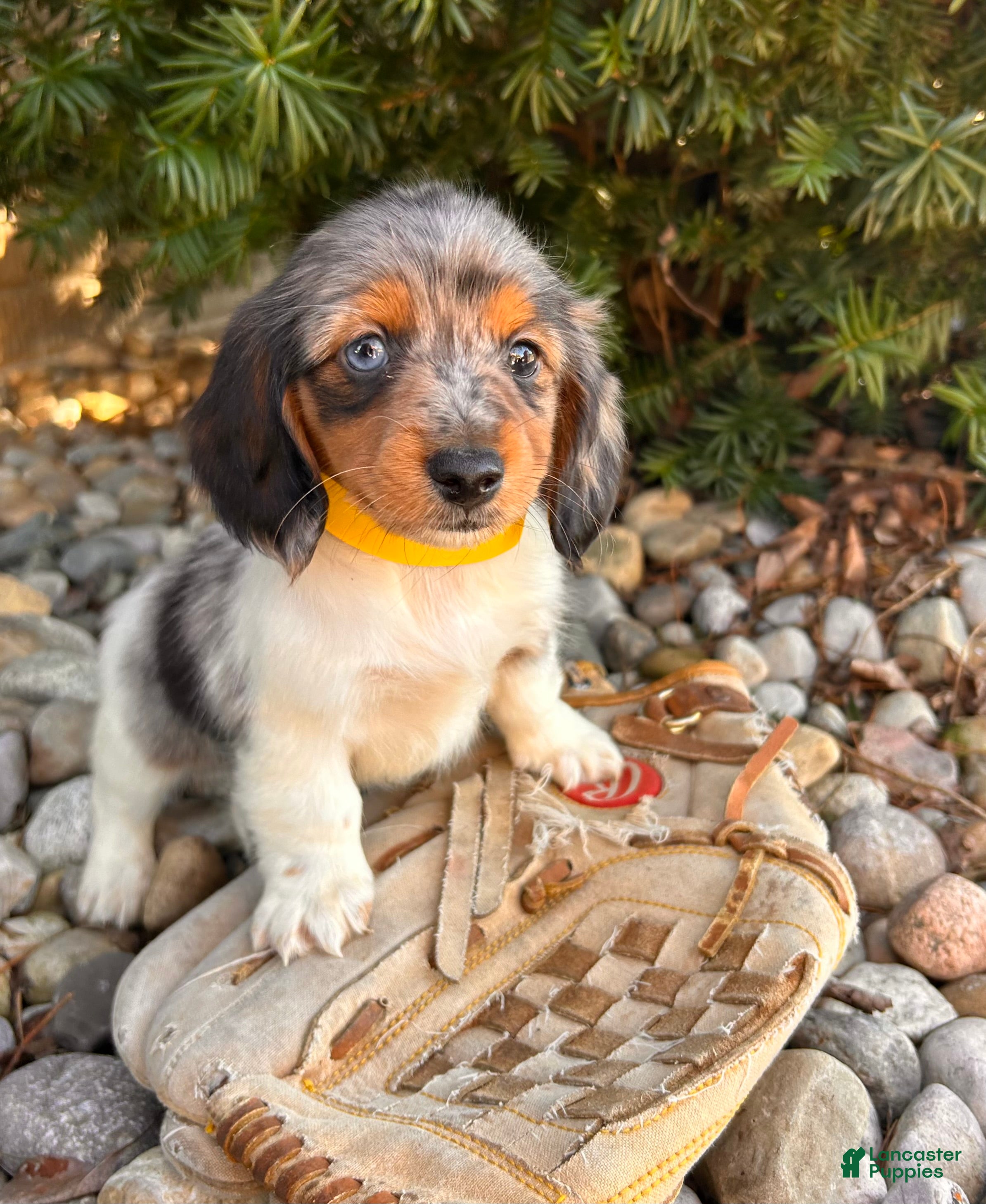 Dachshund dogs Coconut - Ad 2