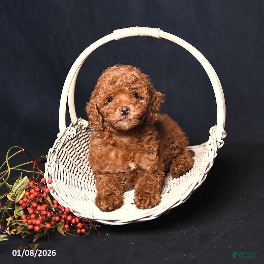 Toy Poodle dogs Muffin - Ad 20