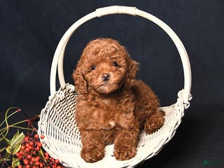 Toy Poodle dogs Muffin - Ad 11
