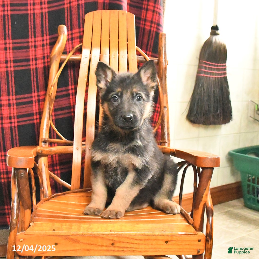 German Shepherd dogs for sale: Peppermint - Ad 4