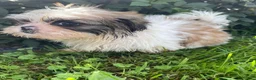 Shih Tzu dogs for sale: Max - Ad 7