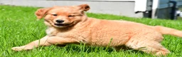 Golden Retriever dogs for sale: Turbo - Ad 3